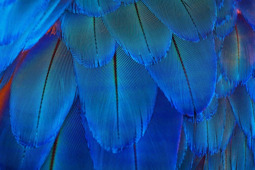 Blue avian feathers inmage
