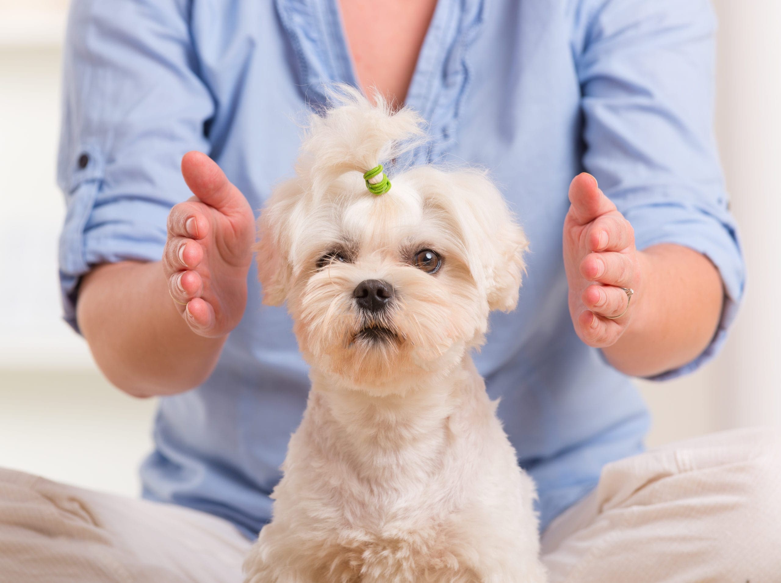 Reiki Healing Dog Image