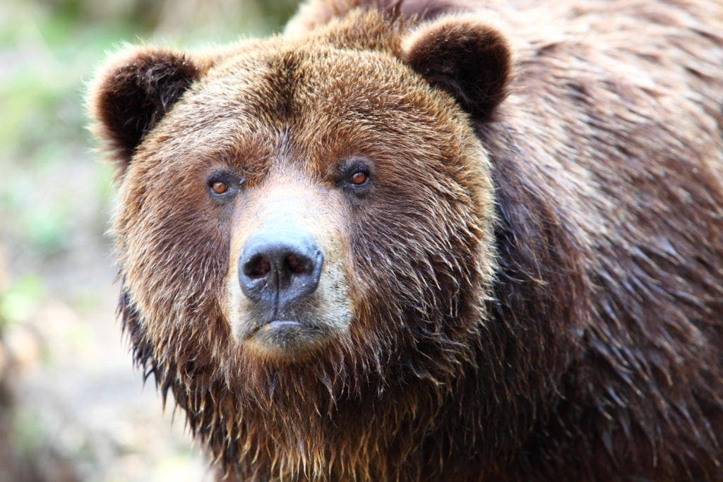 Bear Animal Spirit Guide Image