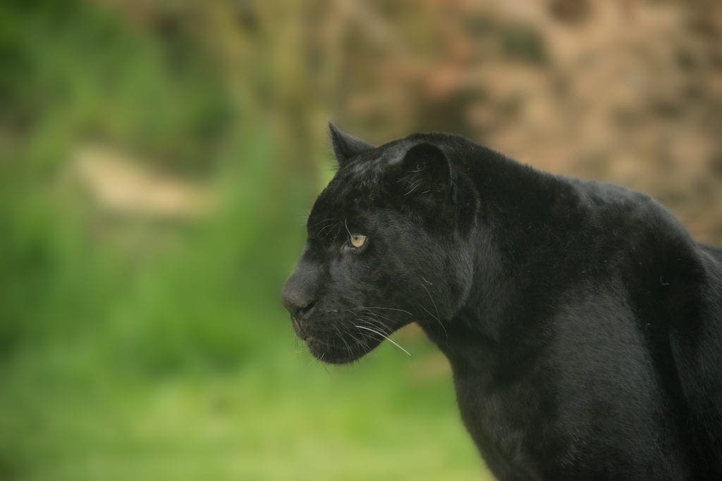 Black Panther Spirit Animal Image