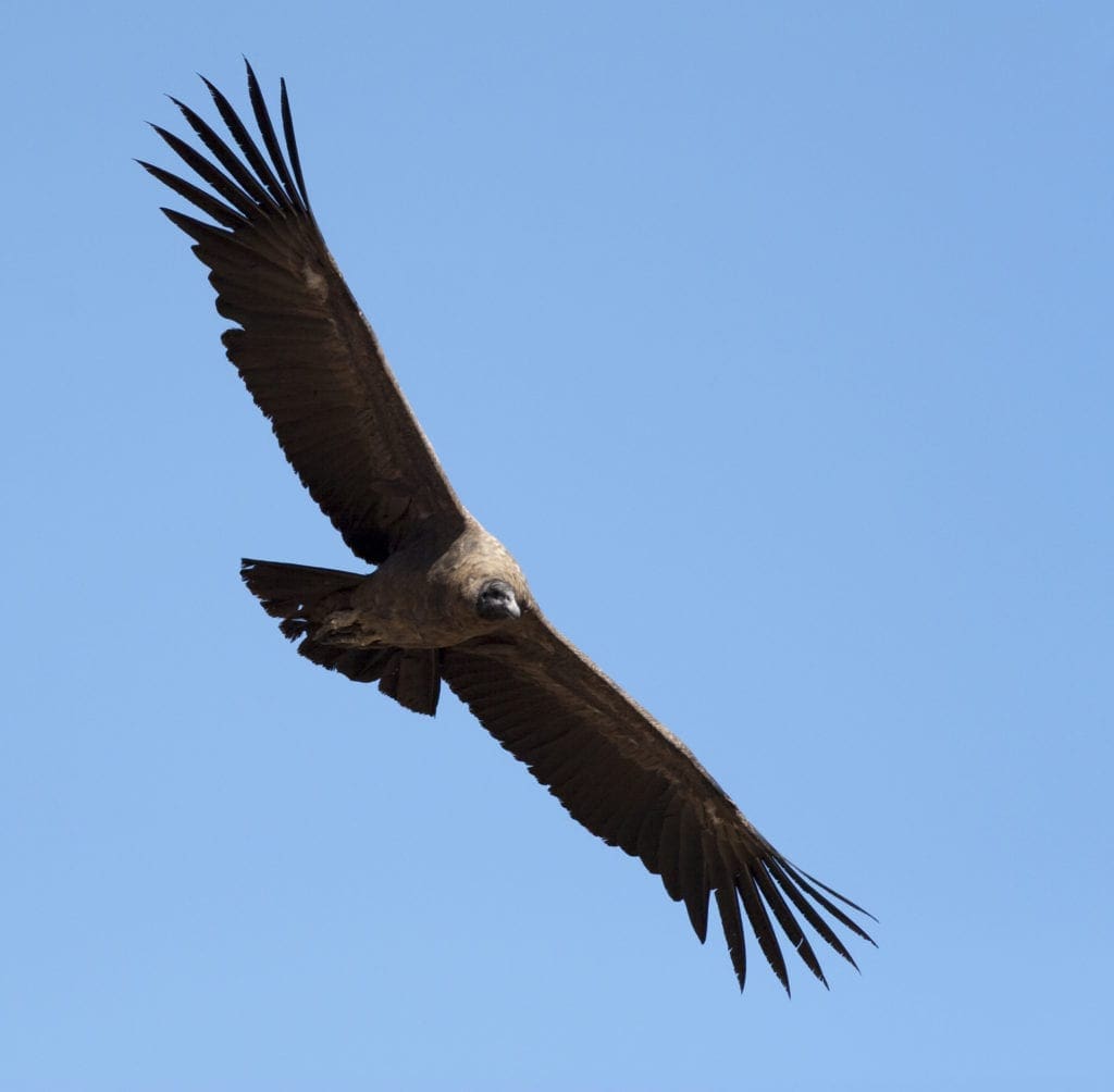 Condor Animal Spirit Guide Image