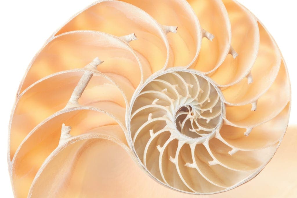 FIBONACCI Sacred Geometry Seashell Image