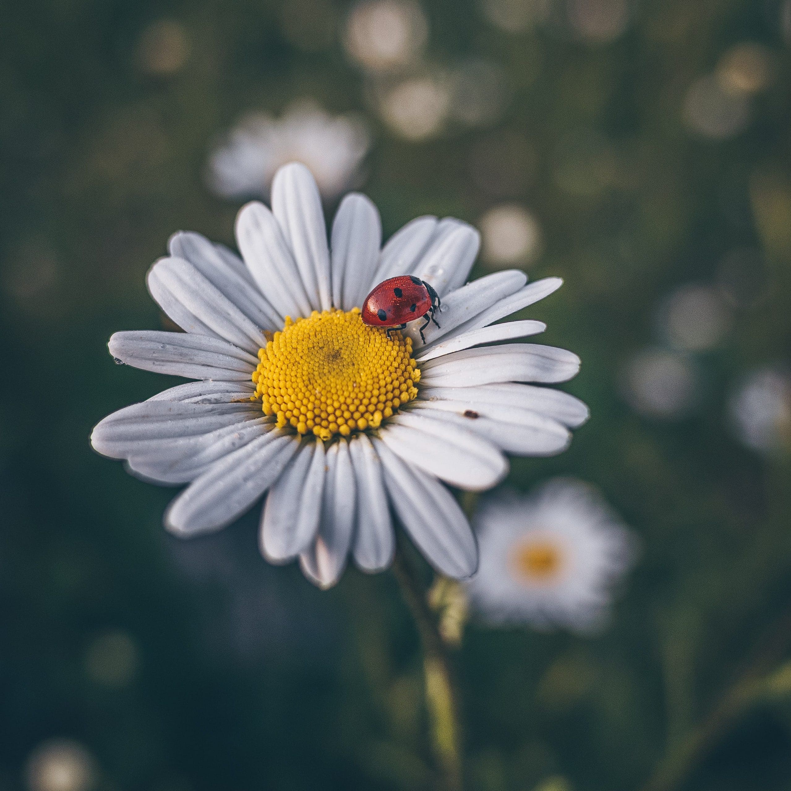 unsplash Ladybug image