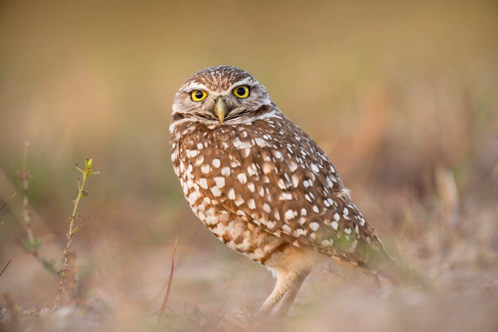 owl image