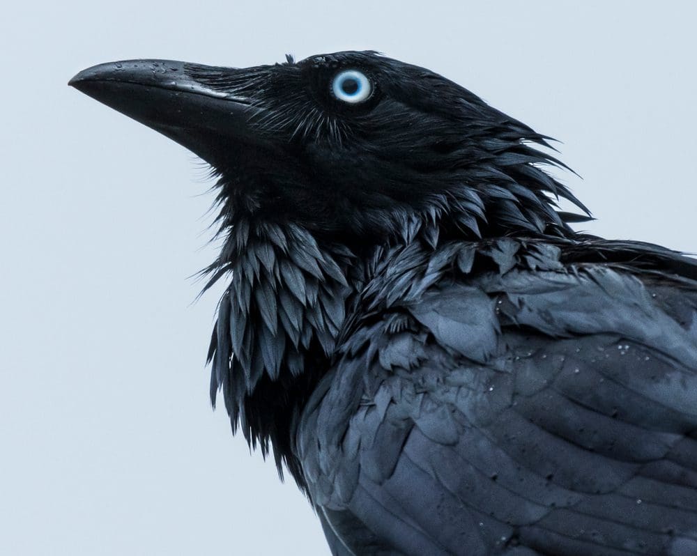 Crow image