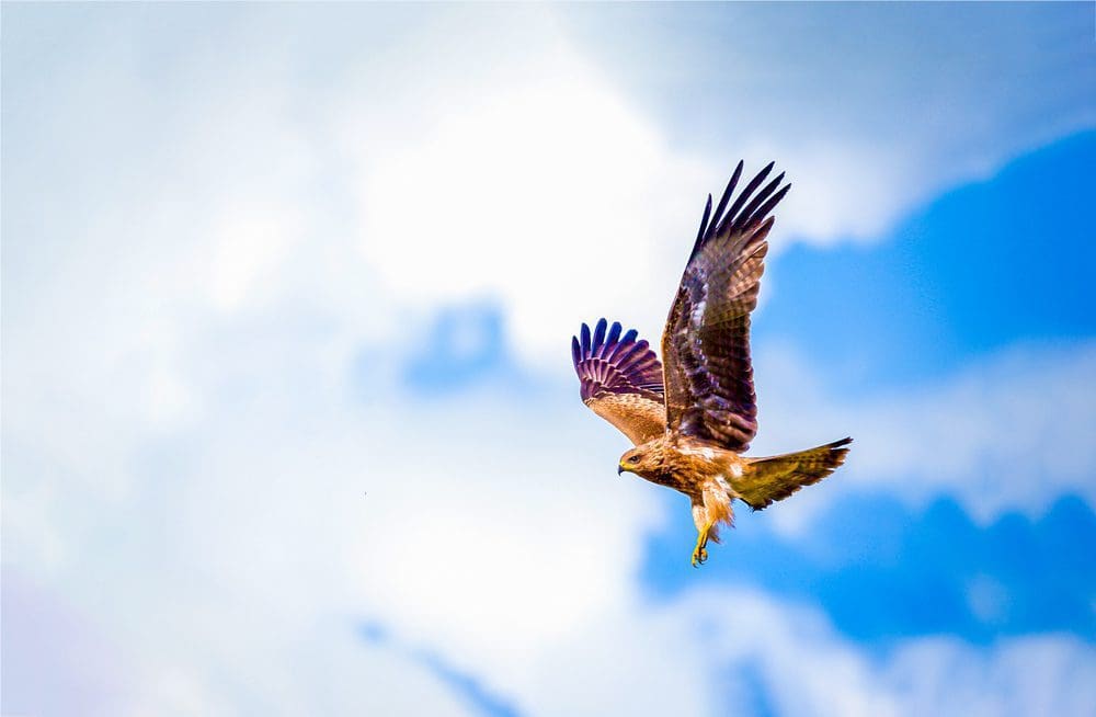 Hawk Animal Elemental Image