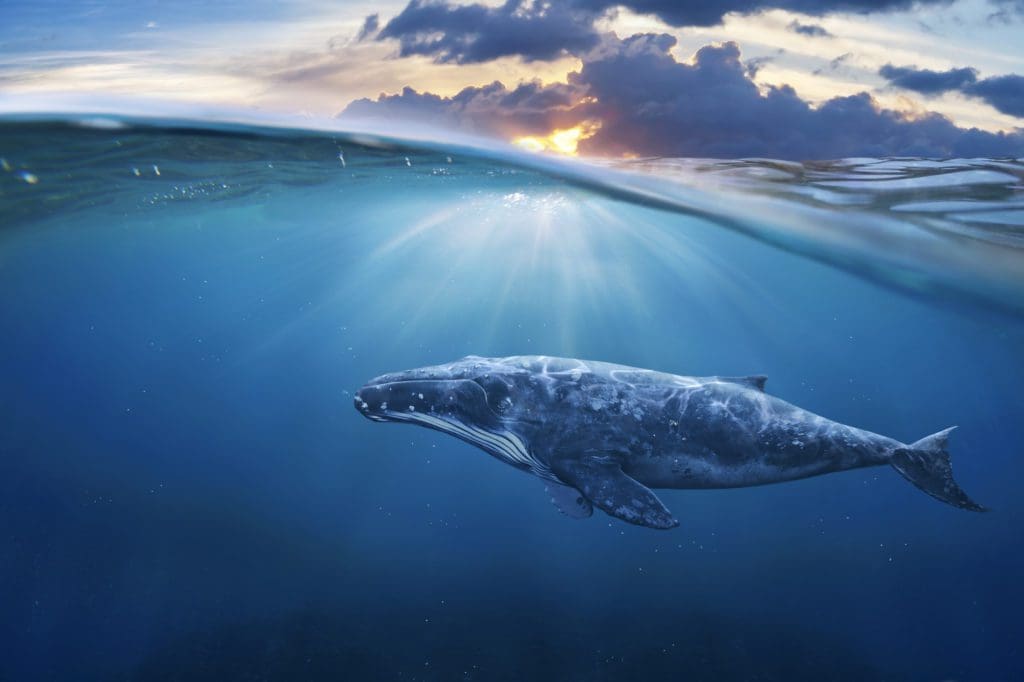 Whale underwater image