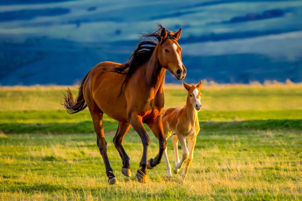 Healing Horses and Healing Animals image