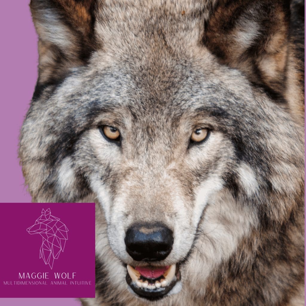 Auric Field Cleansing Wolf Animal Intuitive image