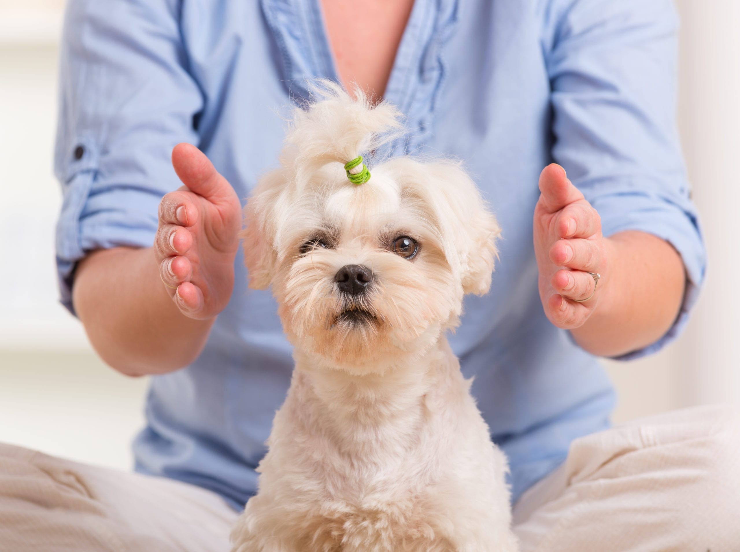 Reiki healing for a dog